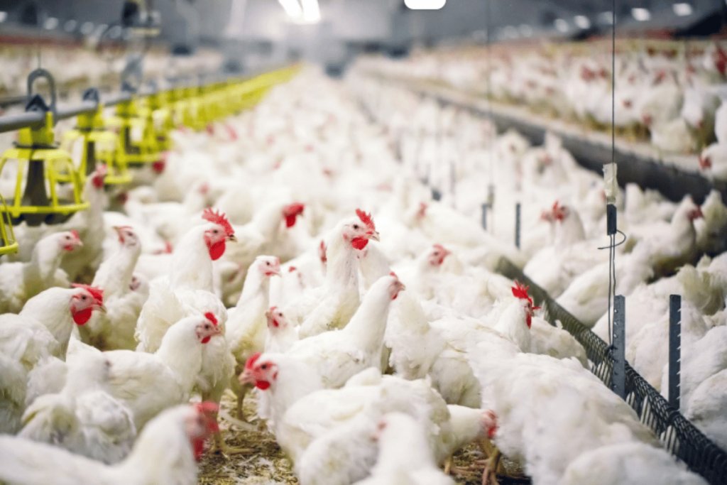 Nutritional Strategies to Control Salmonella & E. Coli in Poultry